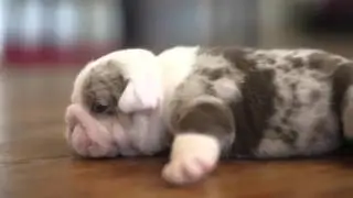 Chocolate Tri Merle English Bulldog Female For sale $45k www.jbbullies.com