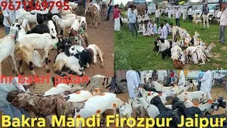 Firozpur Jhirka Bakra Mandi Haryana Mewat #9671369795 फिरोजपुर झिरका बकरा मंडी हरियाणा मेवात 24-7-25