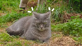 Мой кошка и весна