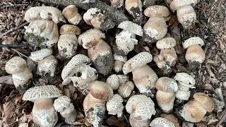 BoletusMania - Fungaia da paura di estatini al faggio