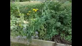 Visite au jardin d'ecolo-bio-nature (Permaculture)