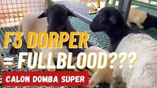 Koleksi Produk F3 Dorper-nya Gumolong Farm