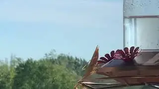 Praying Mantis eats Hummingbird