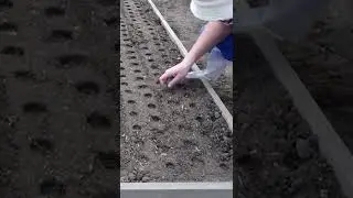 Как посадить лук семенами и получить большой урожай за сезон