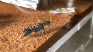 Jumping Jack Bull Ant Tour