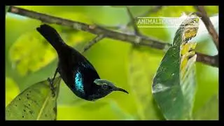 Burung Bidadari Halmahera. Animalika Wildlife Photography.