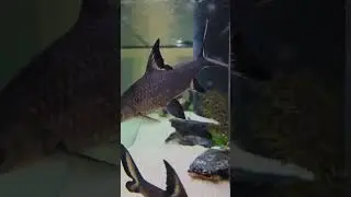 Bala Shark Attack!