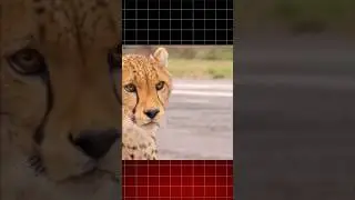 Cheetah vs World&rsquo;s Fastest Car! 🐆🔥 #shorts #mrbeast