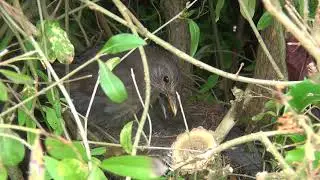 Blackbirds feeding their chicks