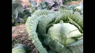 Culesul de toamna la varza, praz, țelina .