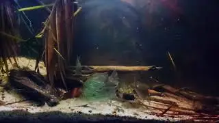 Young group of geophagus sveni