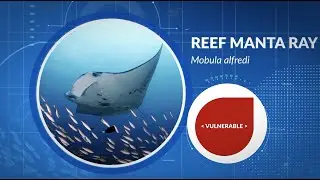 Species Spotlight - Reef Manta Ray (Mobula alfredi)