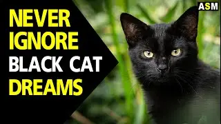 What does Black Cat dream meaning | Dreaming of Black Cat | Black Cat dream interpretation