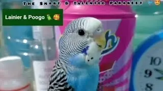 PARAKEETS | SMART AND TALENTED BIRD | FUNNY and CUTE PETS COMPILATION @lainiervlogs1990