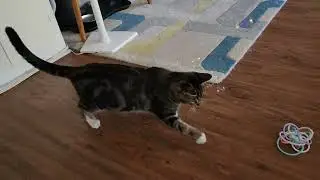 🐾✨ Watch Loki the Bubble Hunter in Action! ✨🐾