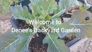 2021 Dollar General Garden Aisle