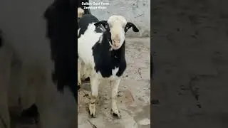 Black Ablakh Male ❤️