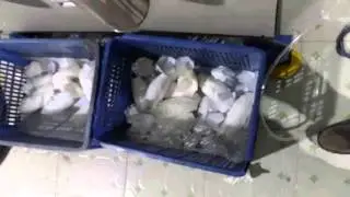 tulip cup machine