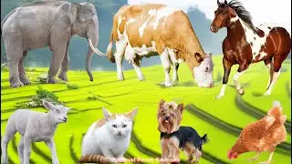 Compilation of Cute Animal Sounds: Elephant, Cow, Cat, Dog, Sheep, Chicken & Horse &ndash; Animal Video