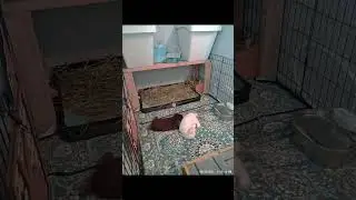 I probably watch the Pet Cam more than the TV #petcam #cutepets