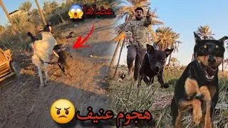 عندما تغضب الكلاب الشرسة… لحظات تحبس الأنفاس!😱