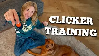 Ich habe Clicker-Training f&uuml;r einen Monat bei meinem Hund ausprobiert