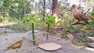 Amazing technique of catching dove with bottle,