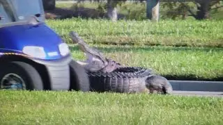 Alligator almost hit by a golf cart in The Villages, Florida