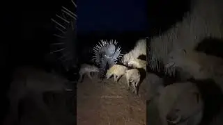 LEAKED: Night Safari Goes Wrong &ndash; Hyena Pack Attacks 