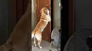 Vai via di qua 😳🫢😂 #funny #petsfofinhos #cachorrosdivertidos