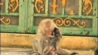 Oh, Young mom Sara starts biting to wean milk baby Santos/ Santos baby crying seizure tantrum around