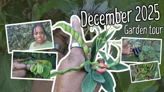 December Garden Tour 2025 🌿 | Our Final Garden Tour of the Year