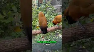Capuchinbird: Burung Misterius dengan Suara Unik dari Hutan Hujan Amerika Selatan