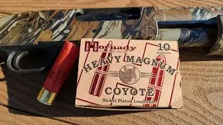 Hornady Heavy Magnum Coyote 3