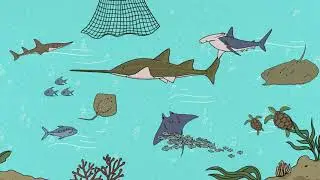 Sawfish-Friend of the Ocean | সাগরের বন্ধু করাত মাছ (Bangla)