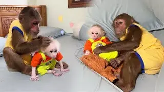Super Cute! CUTIS and Little Monkey Obedient Stay Home Take Care Together!