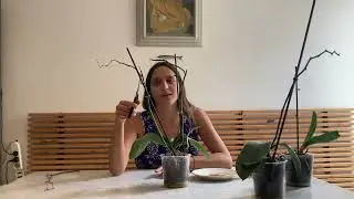 Se le cayeron las flores a mi Orquídea, Que hacer