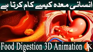 How Digestive System Works 3D Animation Urdu Hindi