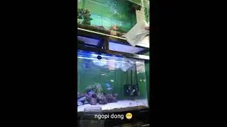 BLUE NEON aulonocara stuartgranti peacock cichlid 4cm toko online