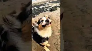 Dogs Going Wild at the Beach 🐶🌊