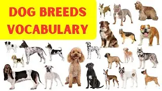 Common Dog Names in English with Pictures │Dog Names by Breed │Dog Breeds Vocabulary #dogbreeds