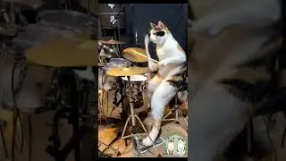 DrumCats #viral #shortvideo #drums #cat