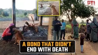 Shivpuri dog stays by owner's side even after death, leaves villagers in disbelief