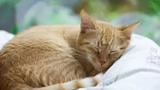 LIVE 🐾 Gentle Lofi Music for Sleeping Cats 😴