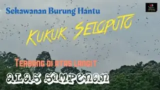 TRIP PASAR DERMO PLOSOKLATEN - RINGIN BUDHO PARE (KEDIRI) PART 2 SELESAI Mbah Din #kedirihist 