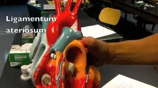 AP1 heart anatomy