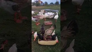Beautiful Moments with Animals in Rural Nature #animals #beautiful #moments #with