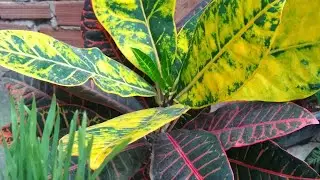 falando um pouco do #croton Petra
