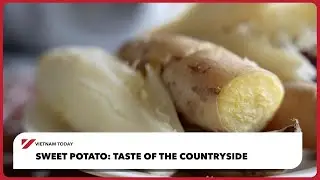 Сладкий картофель: вкус сельской местности | Vietnam Today