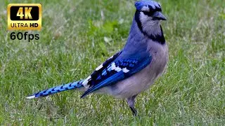 Unseen Bird Species Captured in Stunning 60FPS